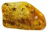 Detailed Fossil Spider (Aranea) In Baltic Amber #84605-3